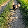 Lola a rejoint le concours — aidez-le/la à gagner de superbes lots ! dog, dogs, dirt_path, grass, greenery, field, nature, outdoor, sunlight, shadow, walking_path, forest, rural, pets, canine, summer, daylight, animal, landscape, scenery