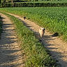 Lola participe au concours pour gagner de l'argent avec cette photo : dog, dirt_path, grass, field, nature, outdoor, sky, clouds, greenery, sunlight, pet, animal, rural, walking, daytime, two_dogs, happy, landscape, summer, scenery