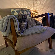 Pouka a rejoint le concours — aidez-le/la à gagner de superbes lots ! blanket, cat, chair, comfy, cozy, cushion, decor, domestic, feline, fur, home, indoor, lamp, pet, pillow, relaxing, resting, shadow, tile_floor, wooden_furniture