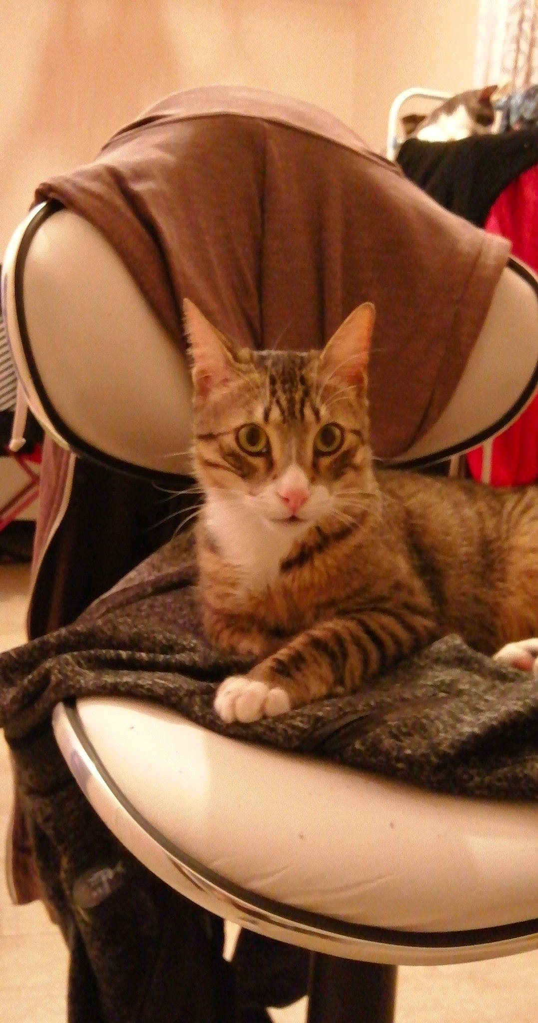 Dooby participe au concours pour gagner de l'argent avec cette photo : american_shorthair, american_wirehair, asian, california_spangled, carnivore, cat, domestic_short_haired_cat, dragon_li, european_shorthair, felidae, fur, kitten, mammal, small_to_medium_sized_cats, sokoke, tabby_cat, toyger, whiskers