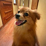 Rosie is registered to the contest to win money with this photo: adorable, brown, canine, close_up, dog, fluffy, golden_fur, hallway, happy, home, indoor, open_mouth, outdoorless, pet, portrait, puppy, smiling, tongue, wooden_cabinets, wooden_floor