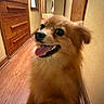 adorable, brown, canine, close_up, dog, fluffy, golden_fur, hallway, happy, home, indoor, open_mouth, outdoorless, pet, portrait, puppy, smiling, tongue, wooden_cabinets, wooden_floor