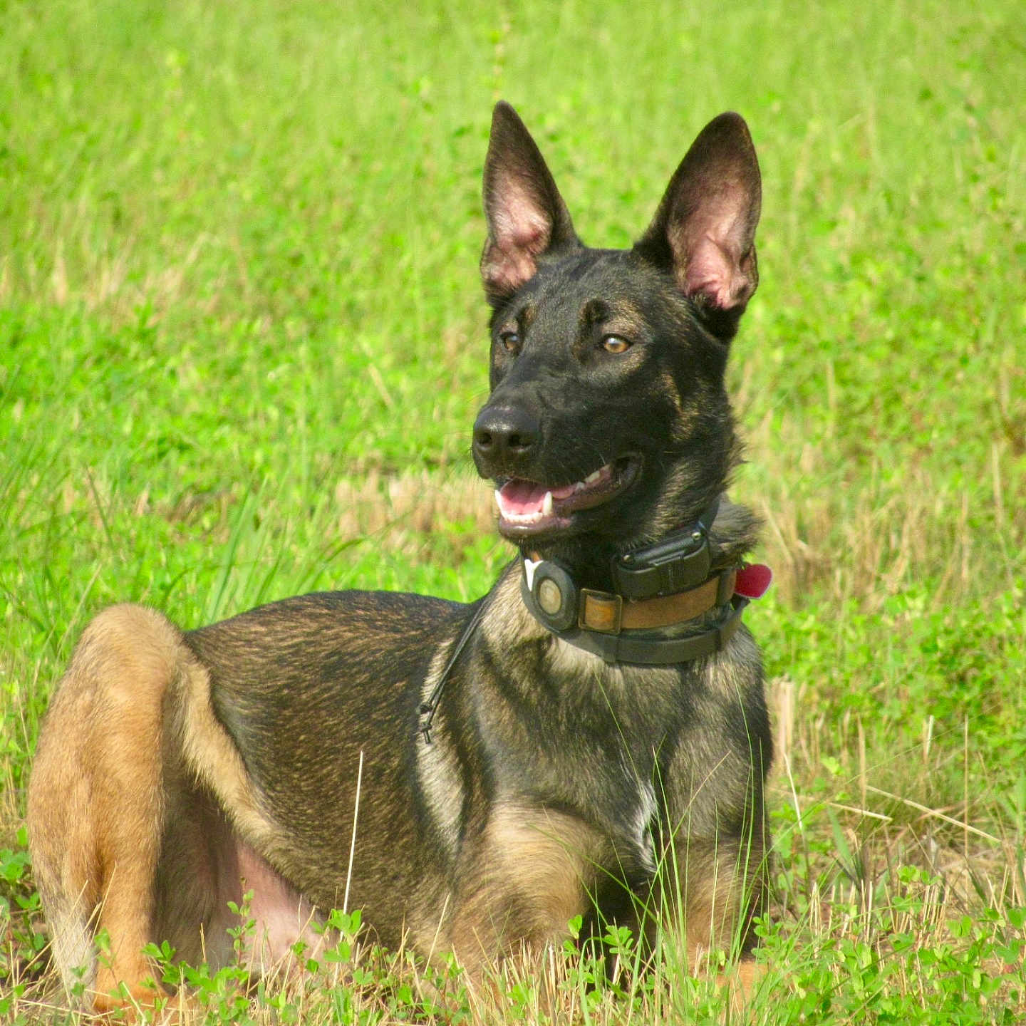 Goose is registered to the contest to win money with this photo: animal, canine, chihuahua, dog, field, germanshepherd, grass, grassland, nature, outdoors, pet, plant, policedog, puppy