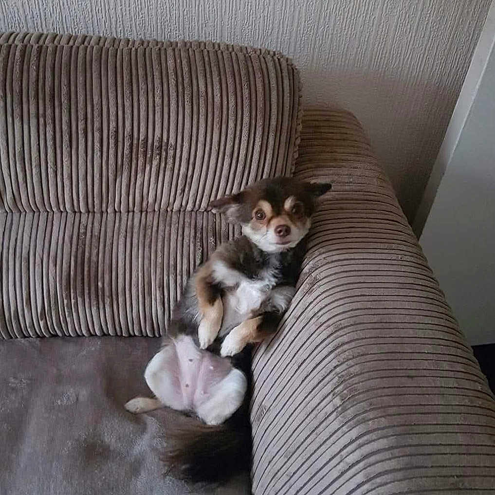 Lulu joined the competition — help win amazing prizes! animal, brown, couch, cute, dog, domestic, face, fur, furniture, home, indoor, paw, pet, relaxing, resting, small_dog, sofa, striped_fabric, tail, white