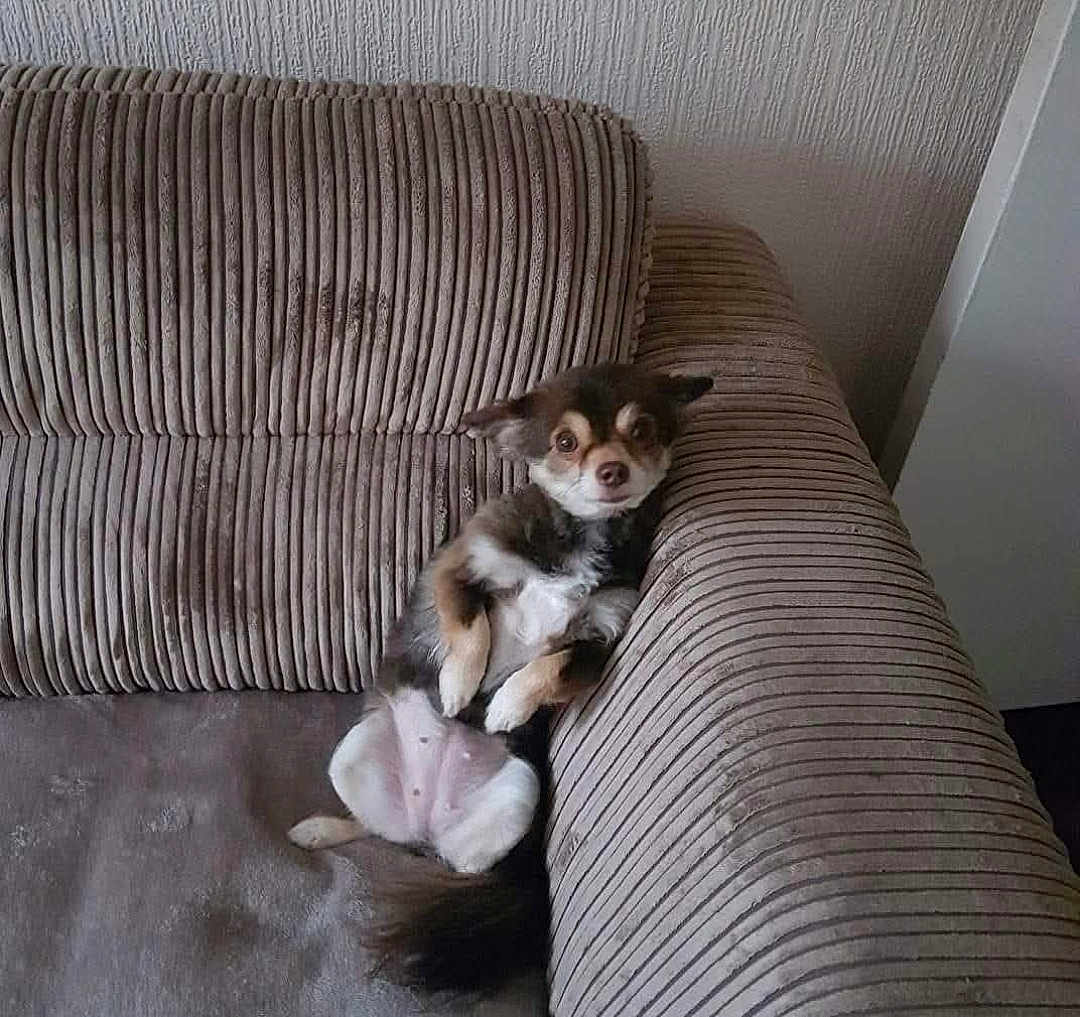 Lulu joined the competition — help win amazing prizes! dog, small_dog, couch, sofa, striped_fabric, pet, indoor, relaxing, fur, brown, white, animal, paw, tail, face, cute, domestic, home, resting, furniture