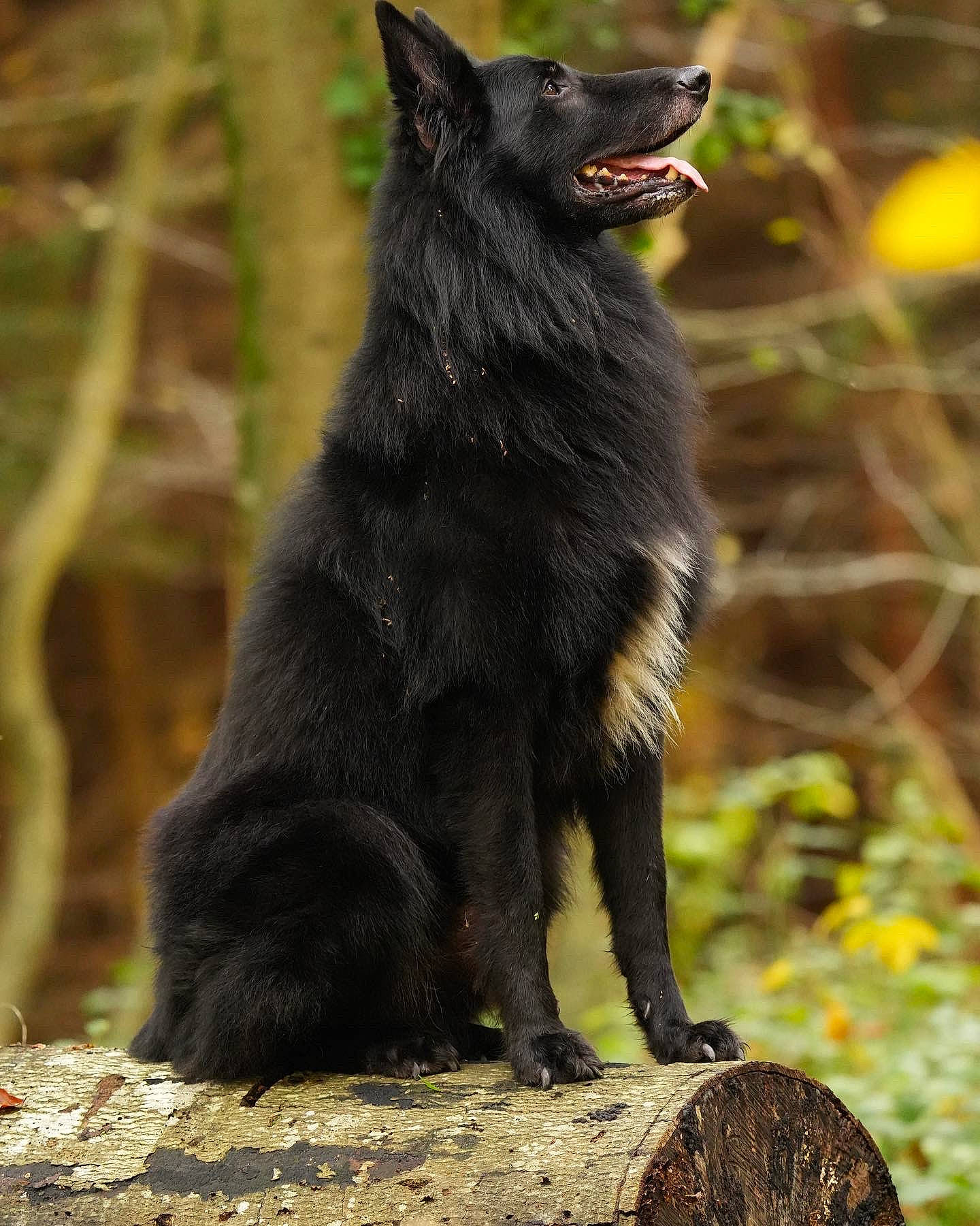 Leader a rejoint le concours — aidez-le/la à gagner de superbes lots ! black_norwegian_elkhound, canidae, carnivore, companion_dog, dog, dog_breed, fur, german_spitz_mittel, grass, guard_dog, mudi, plant, snout, sporting_group, tail, terrestrial_animal, tree, whiskers, wildlife, working_animal