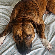 Symba joined the competition — help win amazing prizes! dog, brindle, bed, indoor, resting, animal, pet, brown, white_paws, patterned_sheet, furniture, chair, floor, carpet, relaxed, looking_up, household, casual, domestic, cozy