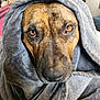 Symba is registered to the contest to win money with this photo: dog, blanket, brown_dog, close_up, pet, wrapped, cozy, indoor, soft_texture, animal, looking_at_camera, portrait, fur, snout, ears, comfort, relaxation, companion, domestic_animal, warm