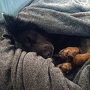Dirty is registered to the contest to win money with this photo: dog, sleeping, blanket, cozy, paws, fur, resting, indoor, brown, black, pet, animal, soft, warm, comfort, relaxation, snuggled, fur_texture, close_up, peaceful