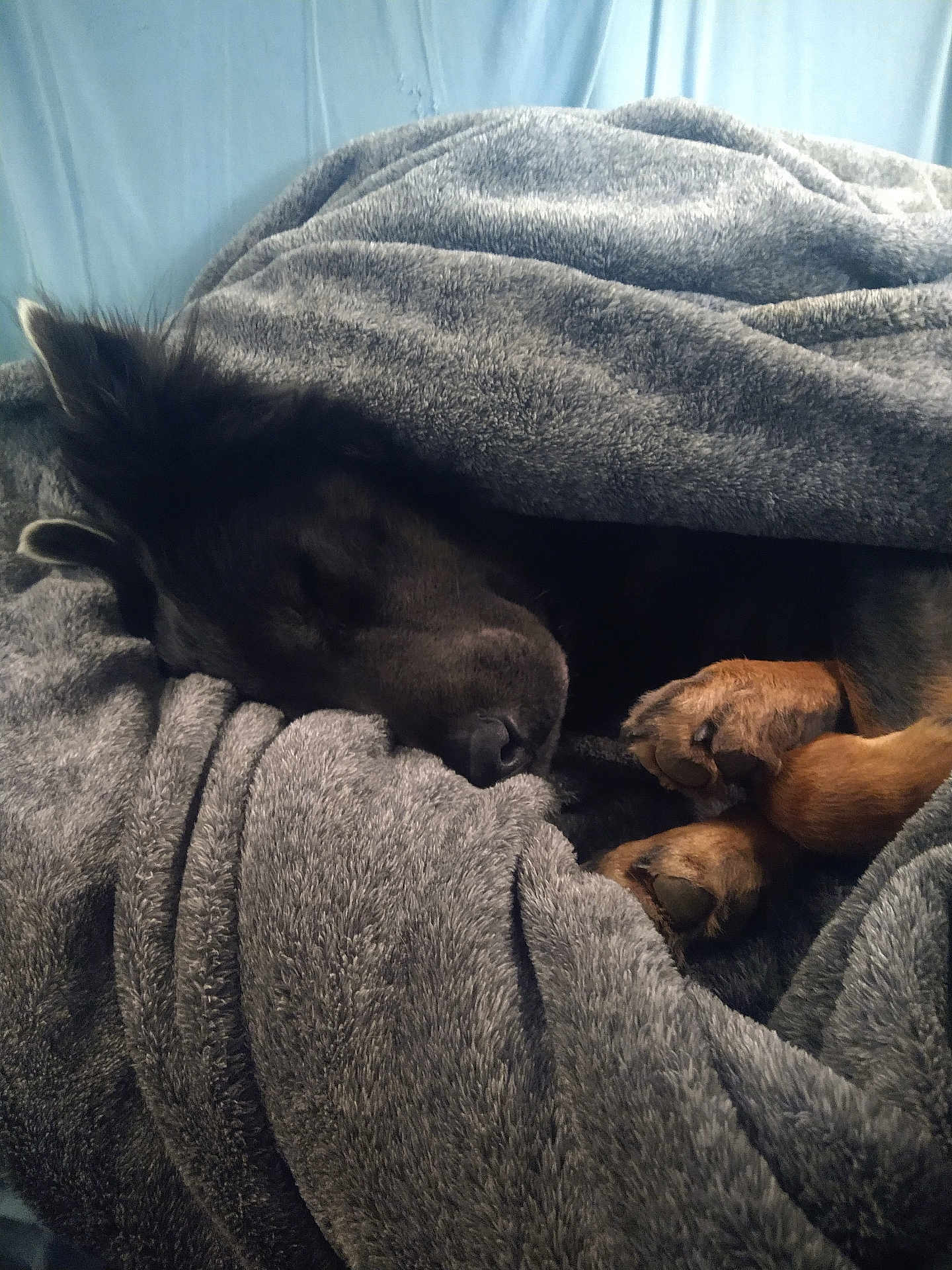 Dirty is registered to the contest to win money with this photo: dog, sleeping, blanket, cozy, paws, fur, resting, indoor, brown, black, pet, animal, soft, warm, comfort, relaxation, snuggled, fur_texture, close_up, peaceful