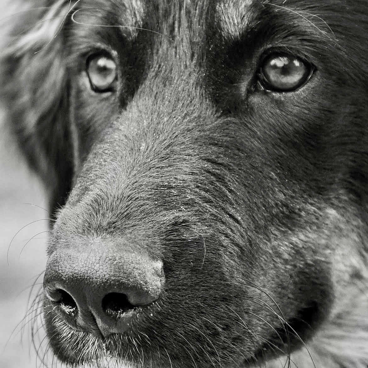 Andy a rejoint le concours — aidez-le/la à gagner de superbes lots ! dog, close_up, black_and_white, portrait, animal, face, nose, whiskers, fur, eyes, canine, pet, macro, detailed, expression, snout, outdoor, nature, monochrome, texture
