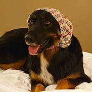 Andy a rejoint le concours — aidez-le/la à gagner de superbes lots ! dog, canine, pet, lying_down, bed, blanket, headscarf, floral_pattern, black_fur, brown_fur, white_fur, tongue_out, happy, domestic_animal, indoor, portrait, closeup, animal, cute, cozy