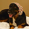 dog, canine, pet, lying_down, bed, blanket, headscarf, floral_pattern, black_fur, brown_fur, white_fur, tongue_out, happy, domestic_animal, indoor, portrait, closeup, animal, cute, cozy