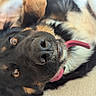 dog, pet, animal, lying_down, black_fur, brown_fur, tongue_out, nose, ears, eyes, collar, domestic_animal, cute, playful, resting, close_up, canine, fur, indoors, soft_surface