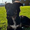 Andy participe au concours pour gagner de l'argent avec cette photo : dog, grass, outdoor, sunlight, building, pet, canine, animal, fur, nature, daylight, greenery, relaxing, mammal, alert, suburban, park, shadow, expression, resting