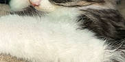 Kymba Et Cya participe au concours pour gagner de l'argent avec cette photo : kitten, cat, sleeping, paw, close_up, fur, whiskers, pet, animal, cozy, soft, blanket, cute, relaxed, indoor, resting, feline, pink_paw_pads, adorable, young_cat