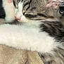 kitten, cat, sleeping, paw, close_up, fur, whiskers, pet, animal, cozy, soft, blanket, cute, relaxed, indoor, resting, feline, pink_paw_pads, adorable, young_cat