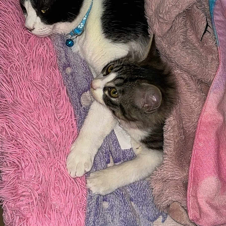 Kymba Et Cya a rejoint le concours — aidez-le/la à gagner de superbes lots ! animal, bedspread, blanket, cat, cats, collar, cozy, cute, domestic, feline, fur, indoor, paw, pet, pink, purple, resting, sleepy, star_pattern, whiskers