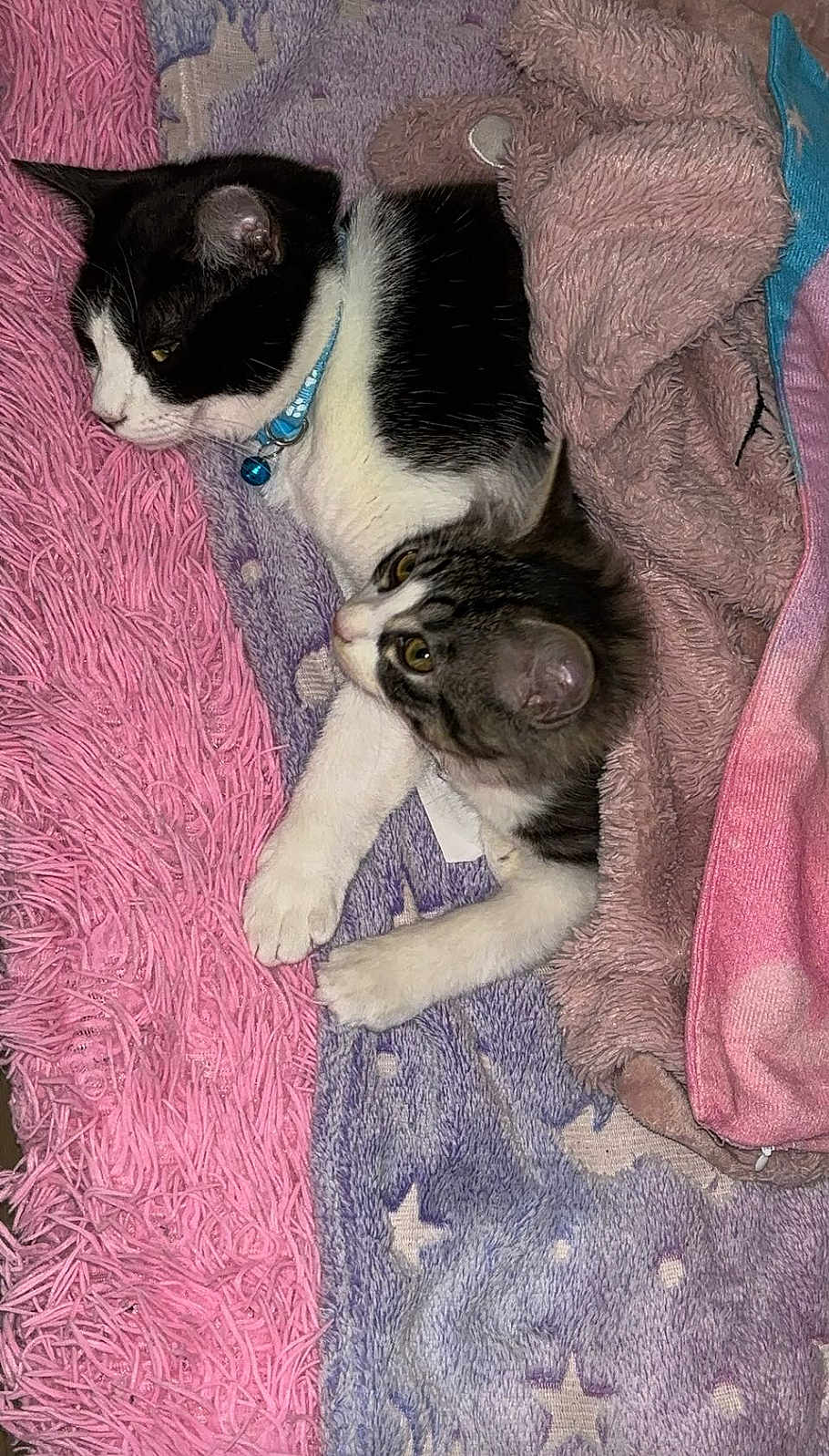 Kymba Et Cya a rejoint le concours — aidez-le/la à gagner de superbes lots ! cat, cats, blanket, bedspread, pink, purple, star_pattern, fur, whiskers, pet, animal, domestic, cozy, resting, sleepy, indoor, cute, feline, collar, paw