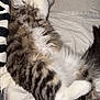 Kymba Et Cya a rejoint le concours — aidez-le/la à gagner de superbes lots ! cat, tabby, fluffy, sleeping, relaxed, pet, animal, fur, whiskers, paws, blanket, bed, cozy, indoor, resting, cute, feline, striped, tail, domestic