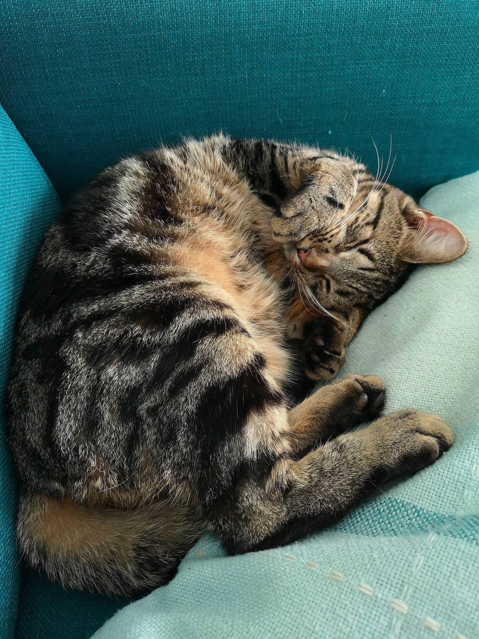 Blinky joined the competition — help win amazing prizes! aqua, carnivore, cat, comfort, domestic_short_haired_cat, felidae, fur, linens, nap, paw, small_to_medium_sized_cats, tabby_cat, tail, teal, turquoise, vertebrate, whiskers