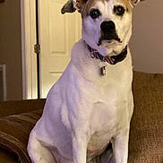 Rocky joined the competition — help win amazing prizes! dog, pet, indoor, couch, furniture, collar, wall_decal, palm_tree, door, brown, white, seated, animal, canine, looking, ears, living_room, blanket, home, curious