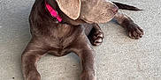 Josie joined the competition — help win amazing prizes! animal, brown_dog, canine, collar, concrete_floor, cute, dog, domestic_animal, ears, fur, laying_down, looking_away, outdoor, paws, pet, pink_collar, puppy, side_view, tail, young_dog
