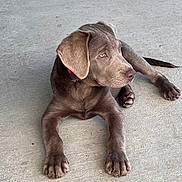 Josie joined the competition — help win amazing prizes! animal, canine, chocolate_coat, collar, concrete_floor, cute, dog, domestic_animal, ears, fur, looking_away, lying_down, mammal, outdoor, paws, pet, puppy, resting, snout, young_dog