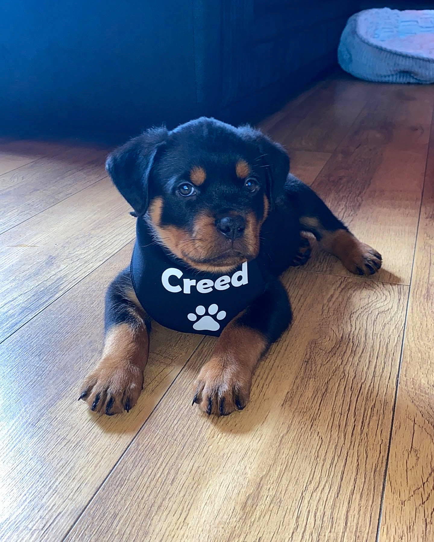 Creed is registered to the contest to win money with this photo: beaglier, canidae, carnivore, companion_dog, dog, dog_breed, electric_blue, fawn, flooring, fur, guard_dog, hardwood, paw, rottweiler, snout, sporting_group, toy_dog, wood, working_animal, working_dog