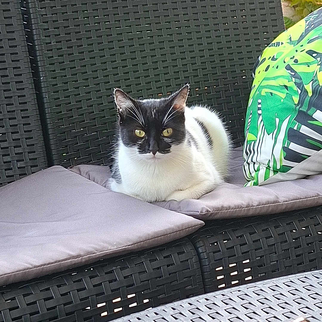 Yuz a rejoint le concours — aidez-le/la à gagner de superbes lots ! animal, architecture, building, cat, chair, clothing, couch, cushion, footwear, furniture, homedecor, house, housing, kitten, manx, pet, plant, pottedplant, shoe, table