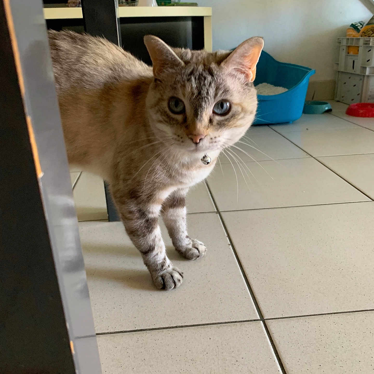 Neige a rejoint le concours — aidez-le/la à gagner de superbes lots ! abyssinian, accessories, animal, bucket, cat, furniture, hardwood, indoors, interiordesign, kitten, manx, person, pet, plant, plywood, pottedplant, siamese, strap, tile, wood