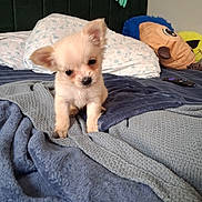 Coconut joined the competition — help win amazing prizes! puppy, dog, bed, blanket, plush_toy, remote_control, headboard, pillow, indoor, cute, small_dog, fur, curious, cozy, soft_texture, animal, pet, sleepy, resting, comfort