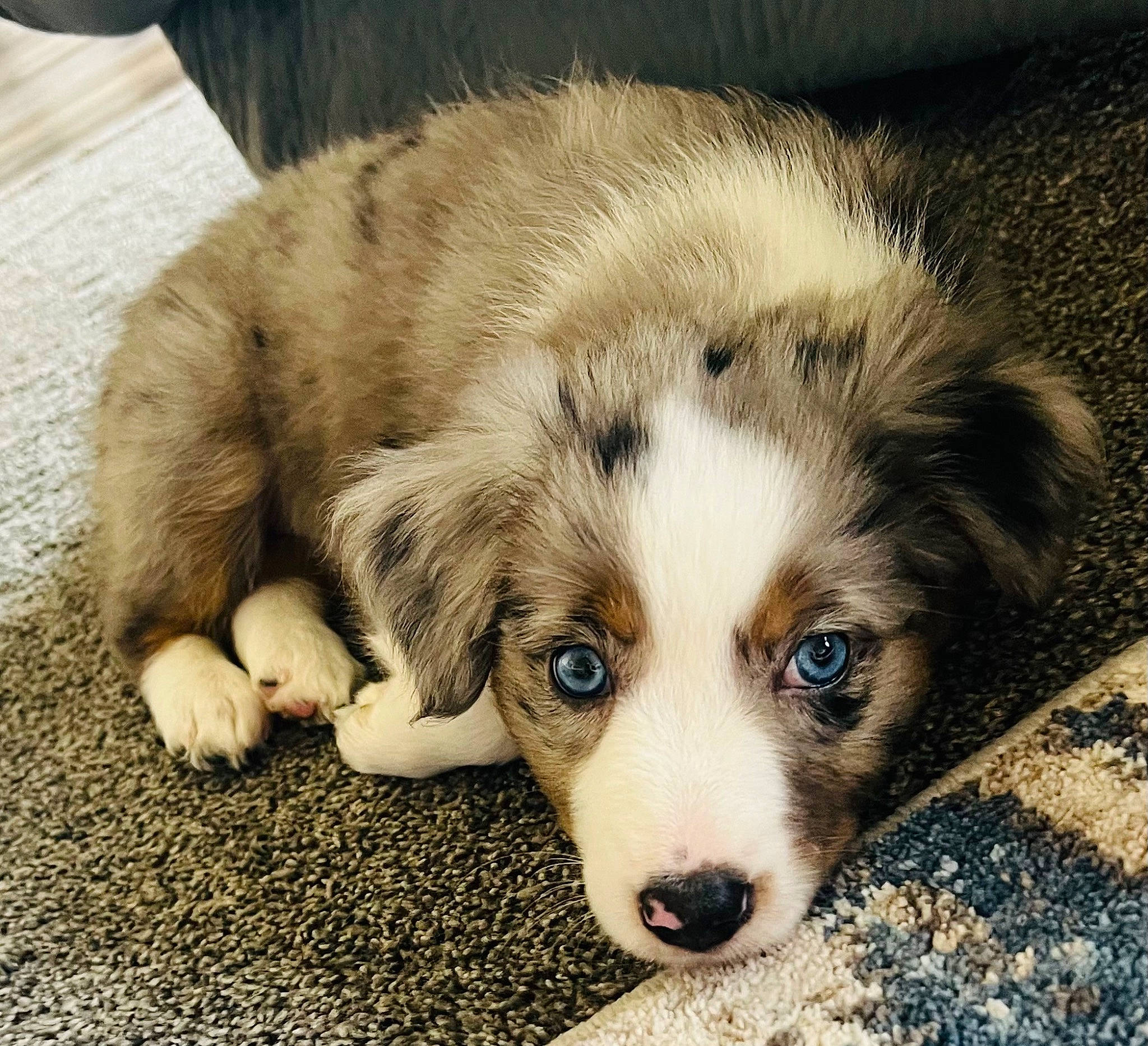 Queenie joined the competition — help win amazing prizes! bored, canidae, carnivore, companion_dog, dog, dog_breed, eye, fur, grass, herding_dog, puppy, snout, sporting_group, terrestrial_animal, whiskers, working_animal, working_dog