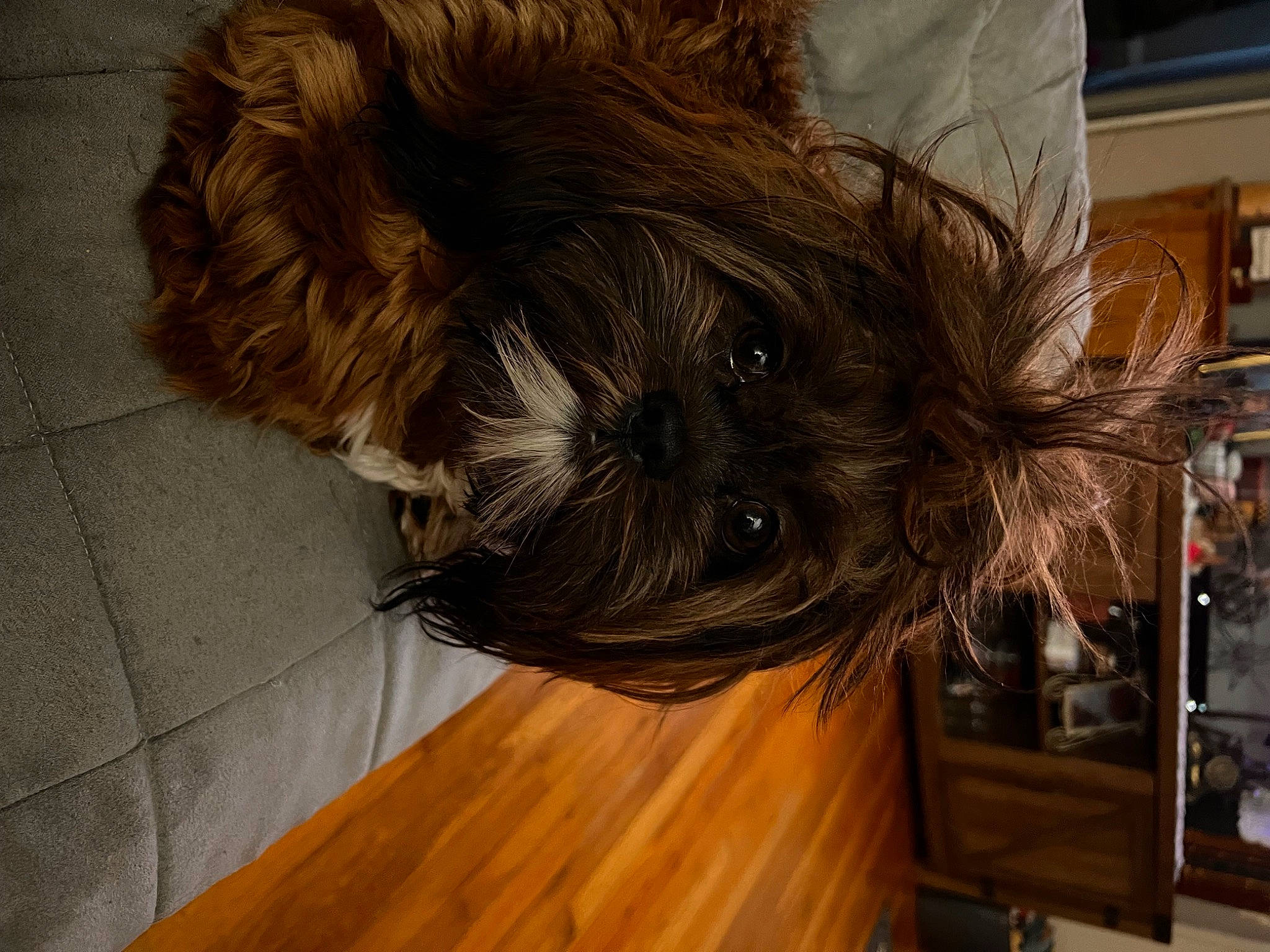 Gabby is registered to the contest to win money with this photo: carnivore, companion_dog, dog, dog_breed, fawn, felidae, flooring, fur, hardwood, laminate_flooring, liver, small_terrier, snout, sporting_group, terrier, toy_dog, whiskers, wood, wood_stain, working_animal