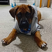 Loky participe au concours pour gagner de l'argent avec cette photo : puppy, dog, brown, hoodie, indoor, floor, curious, pet, canine, young, animal, lying_down, looking_at_camera, ears, collar, paw, texture, furniture, home, cute