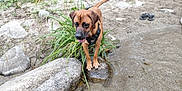 Loky participe au concours pour gagner de l'argent avec cette photo : dog, outdoor, water, rock, grass, sand, person, footwear, nature, animal, pet, canine, summer, daylight, curious, playful, standing, leash, harness, ground