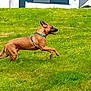 Loky a rejoint le concours — aidez-le/la à gagner de superbes lots ! dog, running, grass, outdoor, pet, canine, motion, harness, greenery, happy, active, animal, playful, daylight, nature, field, leap, energetic, brown_dog, summer
