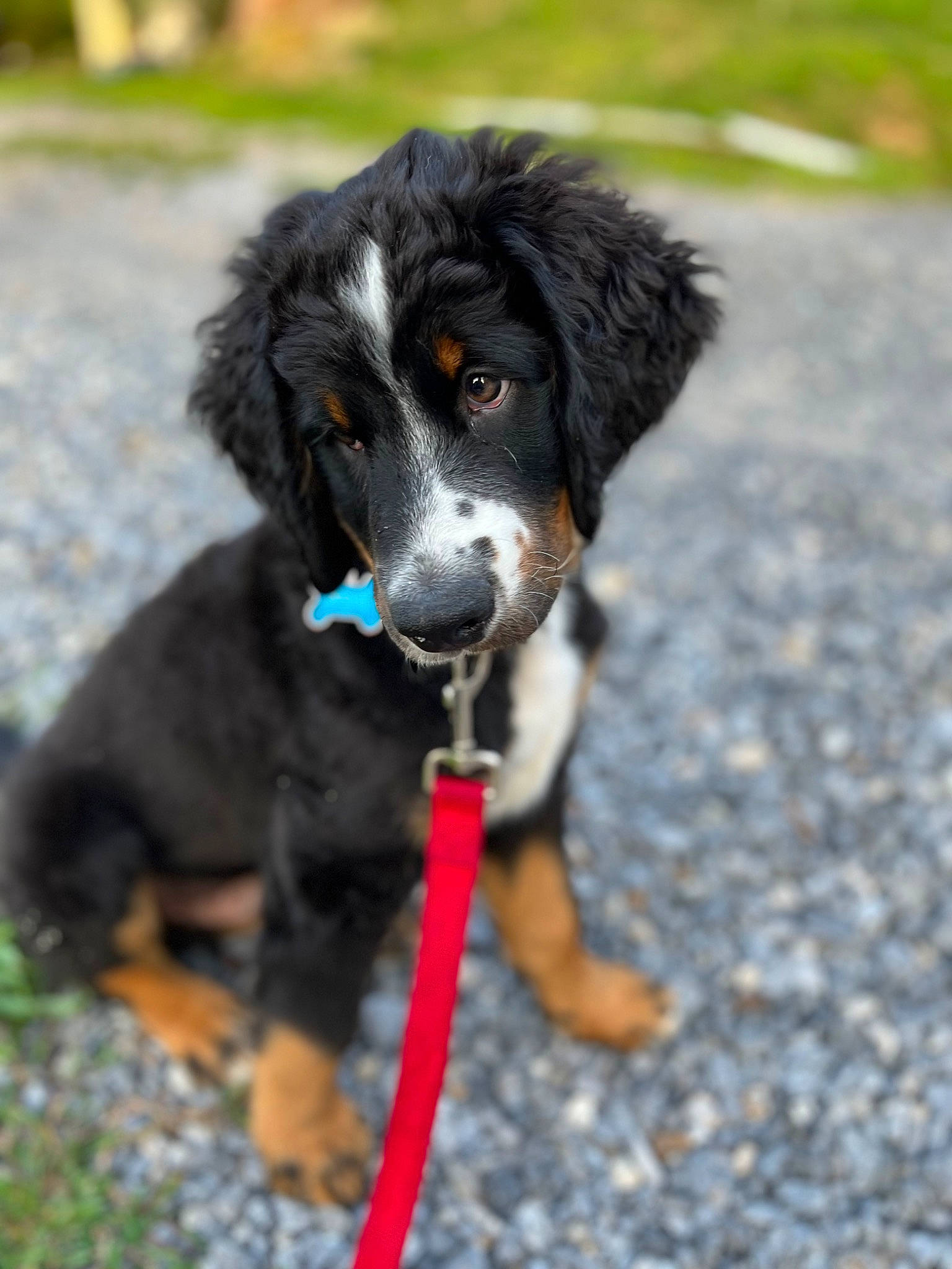 Denver is registered to the contest to win money with this photo: bernese_mountain_dog, borador, canidae, carnivore, collar, companion_dog, dog, dog_breed, dog_collar, grass, herding_dog, hunting_dog, pet_supply, snout, sporting_group, tail, terrestrial_animal, working_animal, working_dog