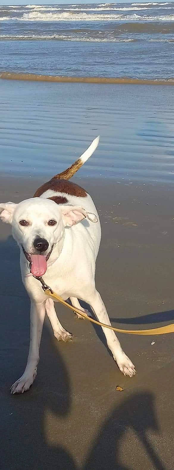 Gyspy is registered to the contest to win money with this photo: canidae, carnivore, collar, companion_dog, dog, dog_breed, dog_collar, dog_supply, fawn, guard_dog, lake, leash, paw, pet_supply, snout, sporting_group, tail, water, working_animal, working_dog