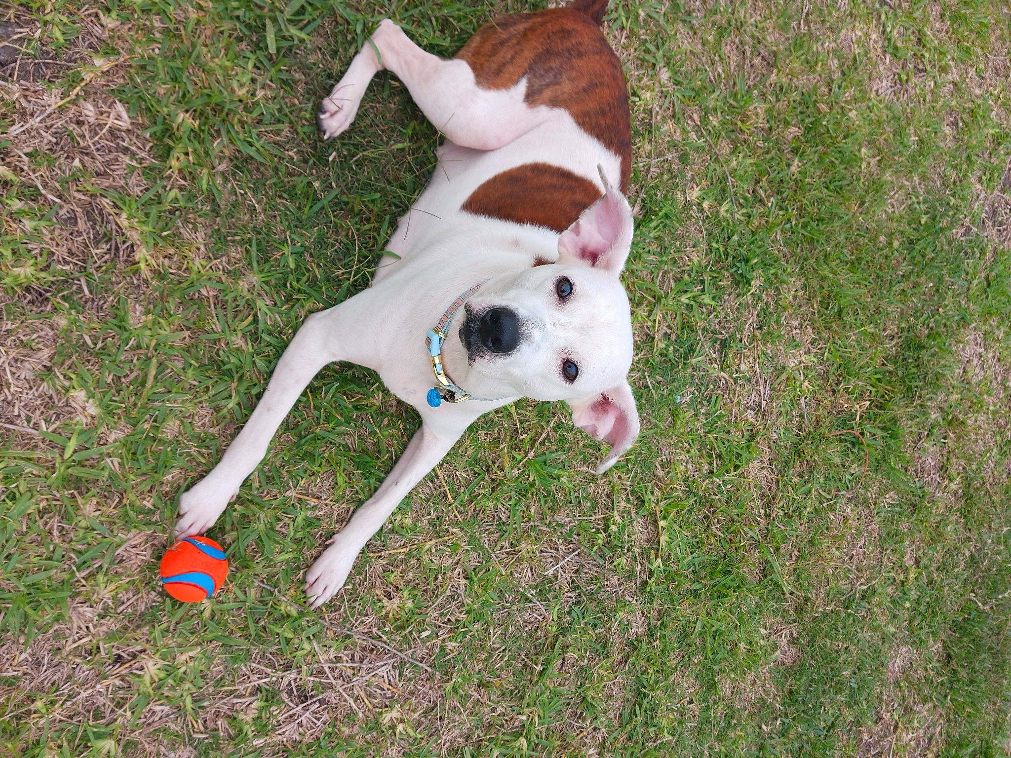 Gyspy joined the competition — help win amazing prizes! canidae, carnivore, collar, companion_dog, dog, dog_breed, dog_collar, dog_supply, fawn, grass, hunting_dog, non_sporting_group, paw, pet_supply, snout, sporting_group, tail, terrestrial_animal, working_animal