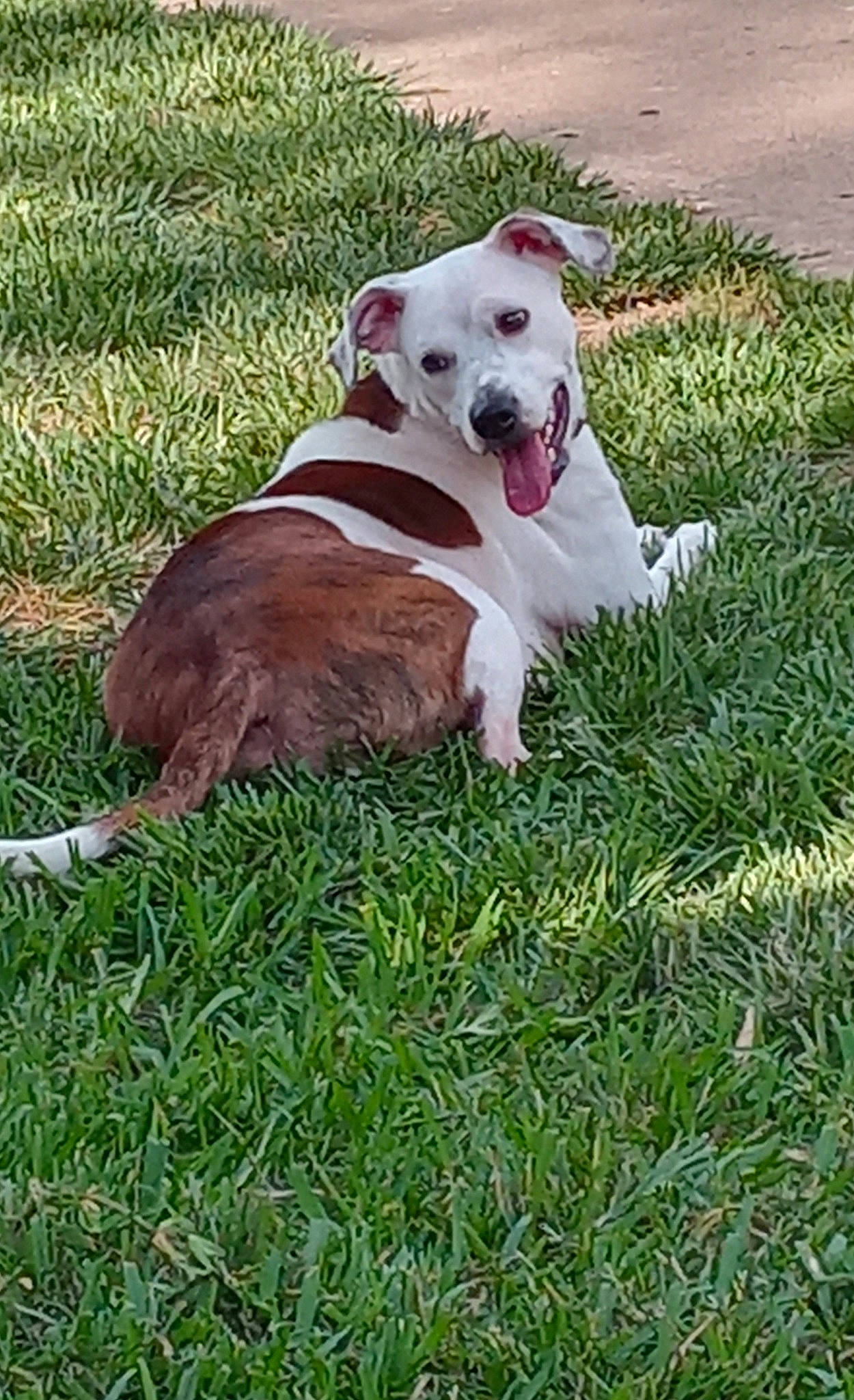 Gyspy joined the competition — help win amazing prizes! carnivore, collar, companion_dog, dog, dog_breed, dog_collar, dog_supply, dogo_guatemalteco, fawn, grass, groundcover, lawn, leash, non_sporting_group, pet_supply, plant, sporting_group, tail, working_animal, working_dog