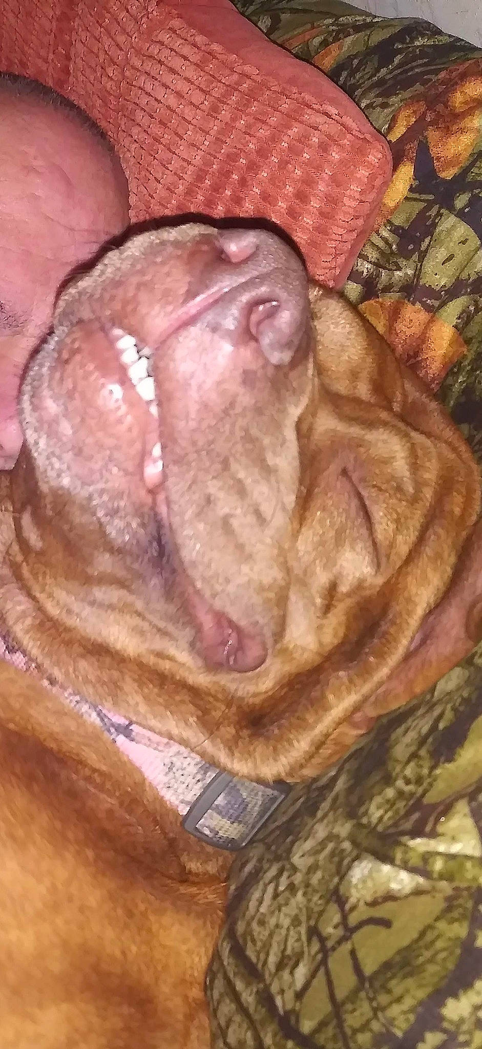 Chloe joined the competition — help win amazing prizes! ancient_dog_breeds, canidae, carnivore, comfort, companion_dog, dog, dog_breed, fawn, flesh, fur, jaw, liver, molosser, non_sporting_group, snout, sporting_group, terrestrial_animal, working_animal, wrinkle