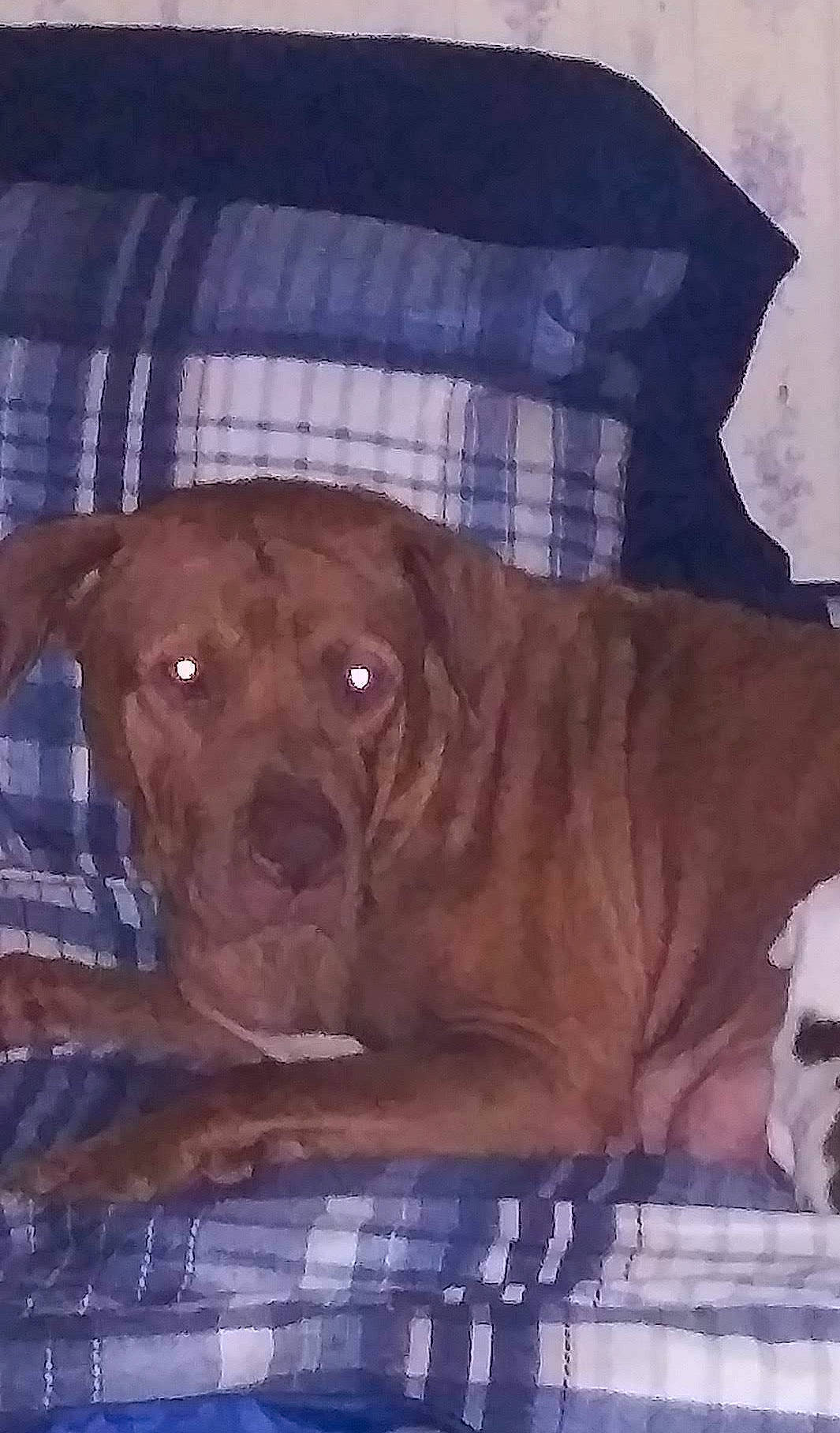 Chloe is registered to the contest to win money with this photo: canidae, carnivore, comfort, companion_dog, dog, dog_breed, dog_collar, dog_supply, fawn, fur, gun_dog, linens, liver, mammal, pattern, pet_supply, snout, sporting_group, wood, working_animal