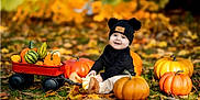 Dylan is registered to the contest to win money with this photo: baby, child, pumpkin, autumn, fall_leaves, red_wagon, gourds, black_hat, smiling, outdoor, grass, seasonal, cute, happy, nature, sitting, portrait, warm_colors, hat_with_pom_poms, fall_season