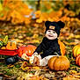 baby, child, pumpkin, autumn, fall_leaves, red_wagon, gourds, black_hat, smiling, outdoor, grass, seasonal, cute, happy, nature, sitting, portrait, warm_colors, hat_with_pom_poms, fall_season