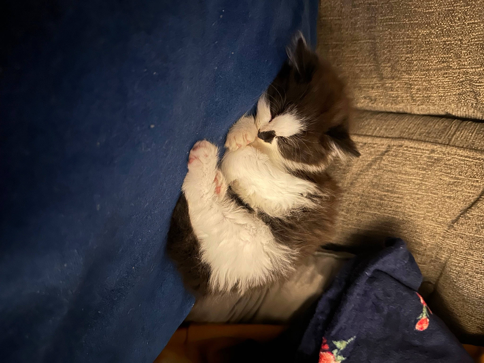 Flo joined the competition — help win amazing prizes! canidae, carnivore, cat, claw, comfort, domestic_short_haired_cat, electric_blue, felidae, foot, fur, gesture, human_leg, lap, nap, paw, sleep, small_to_medium_sized_cats, snout, tail, whiskers