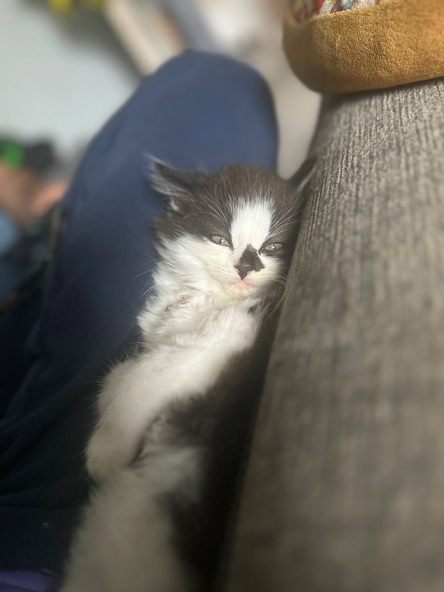 Flo is registered to the contest to win money with this photo: carnivore, cat, domestic_short_haired_cat, felidae, foot, formal_wear, fur, grass, human_leg, monochrome_photography, paw, sitting, small_to_medium_sized_cats, snout, tail, tree, whiskers, wood