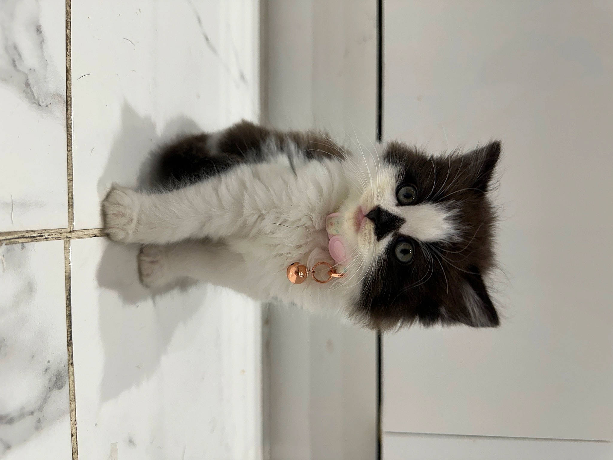 Flo is registered to the contest to win money with this photo: carnivore, cat, claw, domestic_short_haired_cat, felidae, fur, paw, small_to_medium_sized_cats, snout, tail, whiskers, window