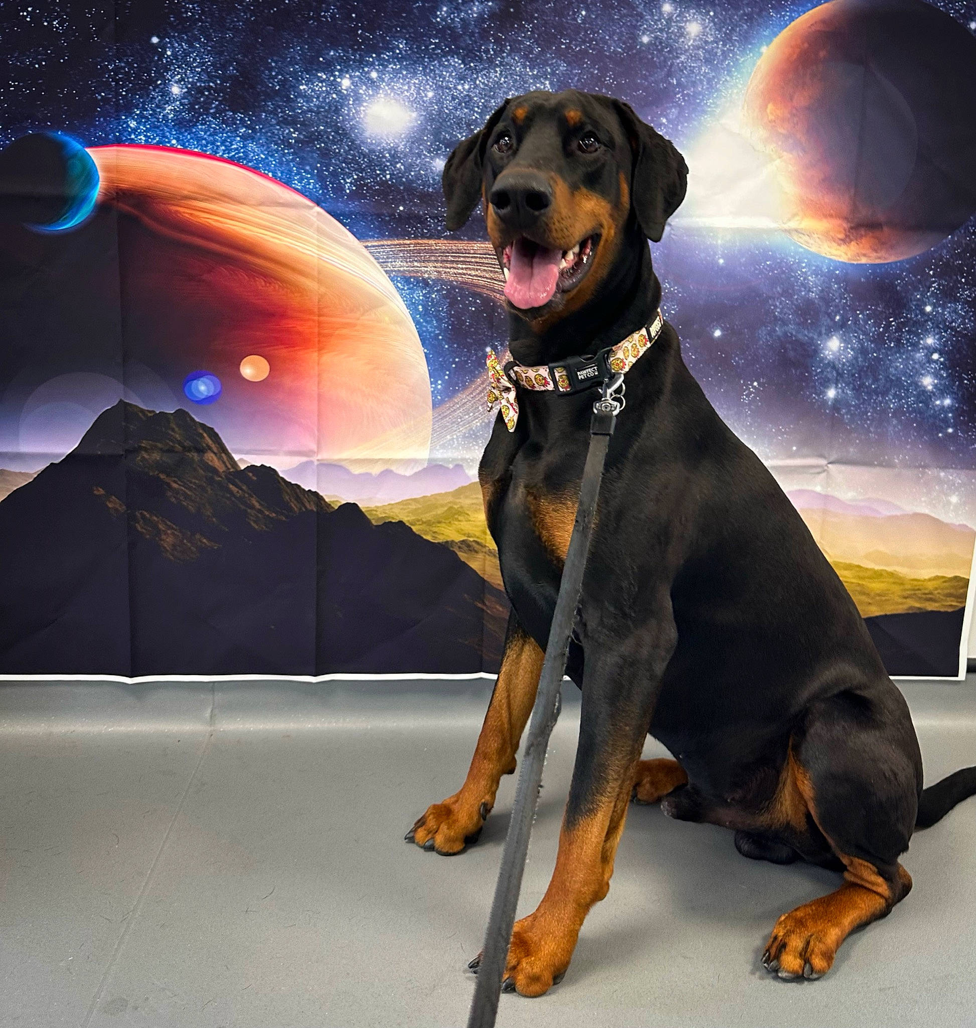 Jynx is registered to the contest to win money with this photo: art, astronomical_object, astronomy, ball, canidae, carnivore, companion_dog, dog, dog_breed, drawing, event, guard_dog, hound, illustration, rottweiler, science, space, sporting_group, working_animal, world