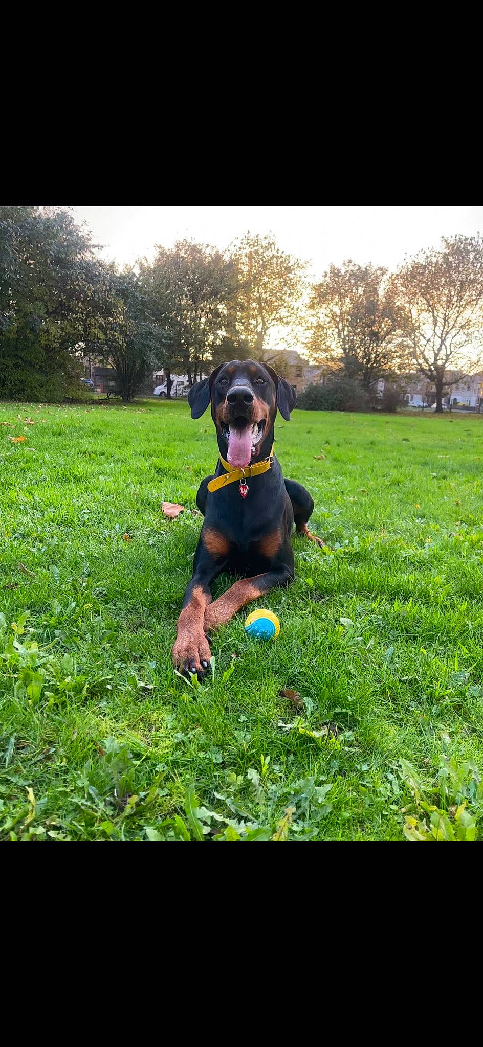 Jynx is registered to the contest to win money with this photo: ball, carnivore, dog, dog_breed, grass, grass_family, grassland, happy, lawn, leaf, leisure, meadow, morning, people_in_nature, plant, sky, sunglasses, sunlight, toy, tree